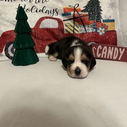 Boy 4 - White black and tan male Beagle puppy in Newman, California from Valley Beagles
