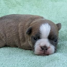 Gold - Seal and white male Boston Terrier puppy in Perry, Oklahoma from Sitsler Bostons