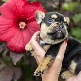 French Bulldog Puppies from Kismet French Bulldogs