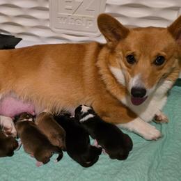 Girl 3 - Red female Pembroke Welsh Corgi puppy in Greensboro, Georgia from Loosey Goosey Farms