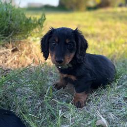 Tyrone-green - Black and tan male Dachshund puppy in Surpise, Az Corona, Ca Hemet, Ca, Arizona from Over The Moon Dachshunds and Doodles