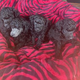 Poodle Puppies from Makays poodles