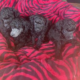 Poodle Puppies from Makays poodles