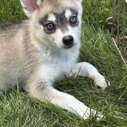 Ellie - Gray and white female Alaskan Klee Kai puppy in Winthrop, Minnesota from Kayobi Shibas