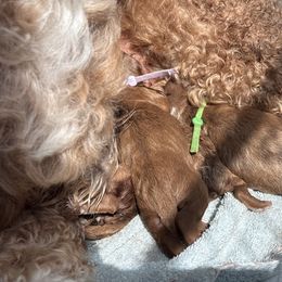 Goldendoodle puppies from Sunnydoodle Utah
