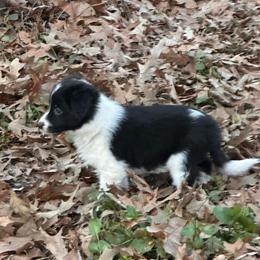 Ocho - Black and white male Border Collie puppy in Jonesboro, Arkansas from Hampton Border Collies