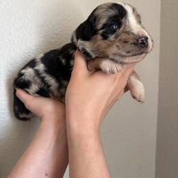 Snickers - Black tri-color female Australian Shepherd puppy in Weeki Wachee, Florida from Ace of Spades Australian Shepherds