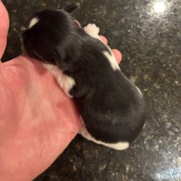 Rivian the Runt - Parti male Yorkshire Terrier puppy in Ontario, California from Yorkie Wonderlands