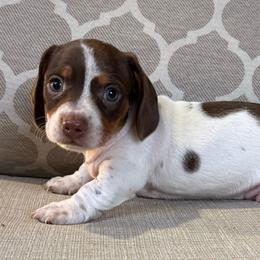 Astro - Chocolate and tan male Dachshund puppy in Joshua Tree, California from Desert Dreams Ranch