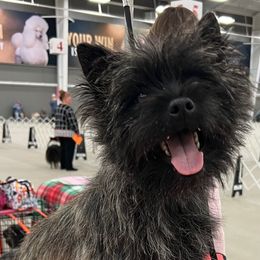 Grady - Cairn Terrier