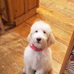 Goldendoodle Puppies from Muddydoodles