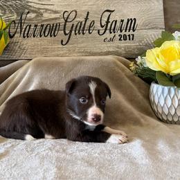 Dusty - White and red male Border Collie puppy in Moody, Texas from Narrow Gate Farm