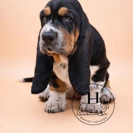 Butterscotch Square - Black tan and white male Basset Hound puppy in Konawa, Oklahoma from Circle H Basset Hounds