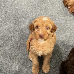 Maroon - Red female Irish Doodle puppy in Surprise, Arizona from Huckleberry Doodles