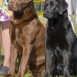 Labrador Retrievers from Double Dutch Labradors