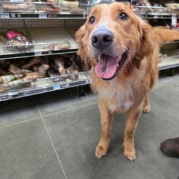 Golden Retriever puppies from Rise and Shine Goldens