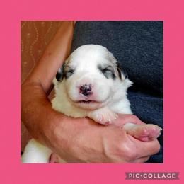 Joy- hot pink collar - White and badger female Great Pyrenees puppy in Mikado, Michigan from Brittain Family Farm