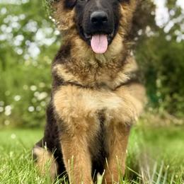 Tessa - Black and red female German Shepherd puppy in Johnstown, Ohio from Vom Haus Neufus