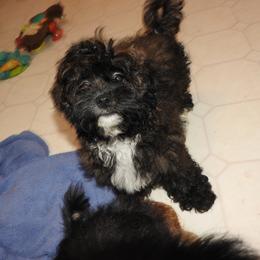 Shichon puppies from Smallstar Puppys