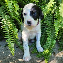 Boy 3 Purple - Blue belton male Llewellin Setter puppy in North Dinwiddie, Virginia from Pups Furever