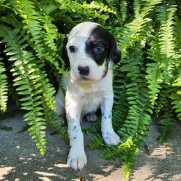 Boy 3 Purple - Blue belton male Llewellin Setter puppy in North Dinwiddie, Virginia from Pups Furever