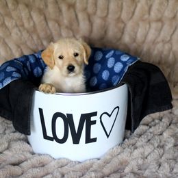 Labradoodle and Labrador Retriever Puppies from Moore than Dogs
