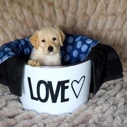 Labradoodle and Labrador Retriever Puppies from Moore than Dogs