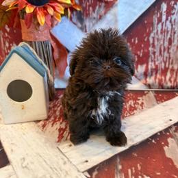Belle - Chocolate female Shih Tzu puppy in Success, Missouri from Sweet Success