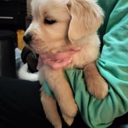 Grey - Light golden male Golden Retriever puppy in Madison, Ohio from Heckmans English Cream Golden Retrievers
