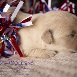Girl 2 - Golden Retriever puppy in Grand Blanc, Michigan from Vista Goldens