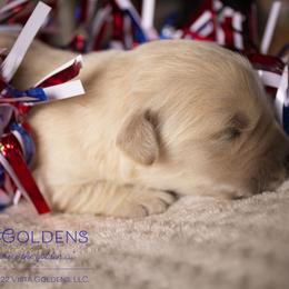 Girl 2 - Golden Retriever puppy in Grand Blanc, Michigan from Vista Goldens