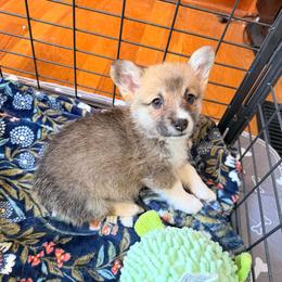 Kiya - Red female Pembroke Welsh Corgi puppy in Snellville, Georgia from Laur's Classic Corgis