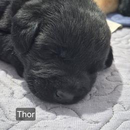 Thor, burnt brown collar - Black male Labrador Retriever puppy in Greenwich, Ohio from Pure Gem Kennel