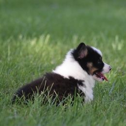 Pembroke Welsh Corgi Puppies from Willow Creek Corgis