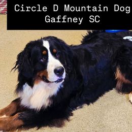 Bernie - Bernese Mountain Dog