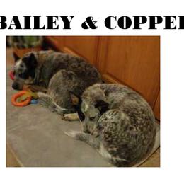 Australian Cattle Dog puppies from B & E Farms