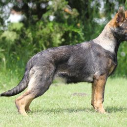 Red Collar - Sable German Shepherd puppy in Rockwall, Texas from Debut Shepherds
