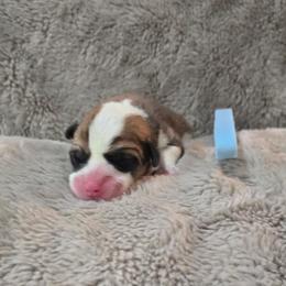 Light Blue Collar Female - Red female Pembroke Welsh Corgi puppy in Tenino, Washington from LoneStar Corgis NW