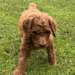 Black Collar - Red  Poodle puppy in Cleveland, Texas from Mayday Quality Poodles