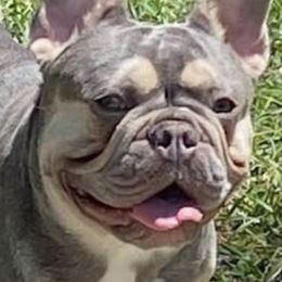 Wakeley - French Bulldog