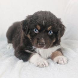 Girl 1 - Red tri-color female Australian Shepherd puppy in Yakima, Washington from Naches Heights Ranch