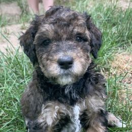 Aussiedoodles from Northern Michigan Aussiedoodles