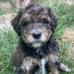 Aussiedoodles from Northern Michigan Aussiedoodles