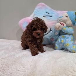 Eli (AKC) - Red  male Poodle puppy in Rainbow City, Alabama from Spinks Poodles