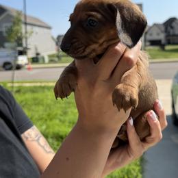 Dachshund Puppies from Little Long Weens