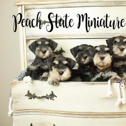 Miniature Schnauzer Puppies from Peach State Miniature Schnauzers
