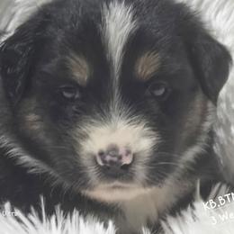 KB.BTM2 - Black tri male Miniature Australian Shepherd puppy in Deer Lodge, Tennessee from KSH Aussie Haven