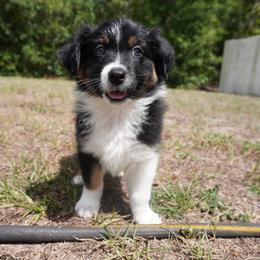Utopia - Black tri-color male Australian Shepherd puppy in Weeki Wachee, Florida from Ace of Spades Australian Shepherds