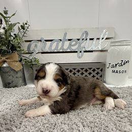Triumph - Merle male Bernedoodle puppy in Hegins, Pennsylvania from Bubbling Springs Doodles, LLC