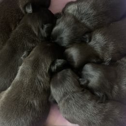 Pug Puppies from The Grumble Pack